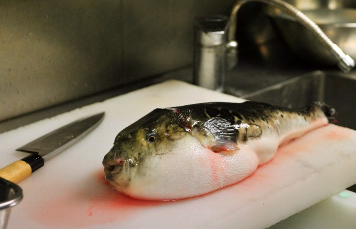 Рыба фугу. Почему японцы так его любят?! Как его правильно приготовить?