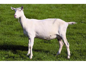 Зааненская порода коз Зааненская коза
