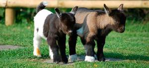 Камерунская порода коз Камерунская коза