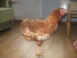 Как можно увеличить продолжительность жизни