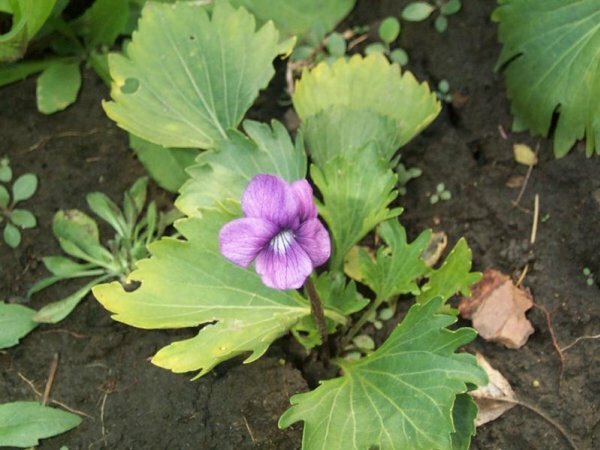 Представитель семейства сложноцветных эдельвейсов – герой одной из легенд о капризной красавице, которая послала своих женихов за редким цветком, обрекая их на верную смерть. Вопреки легендам и несмотря на высоту роста эдельвейса (более 1500 метров), людям удалось поставить этот уникальный вид на грань исчезновения