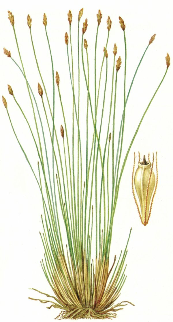 Василек Талиева