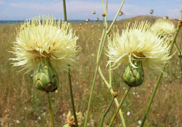 У Орчиса есть шлем