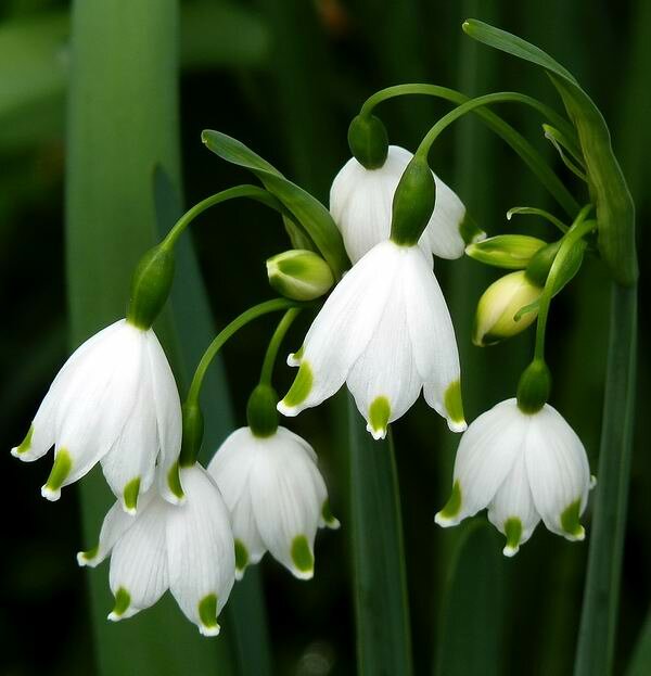 Майский ландыш