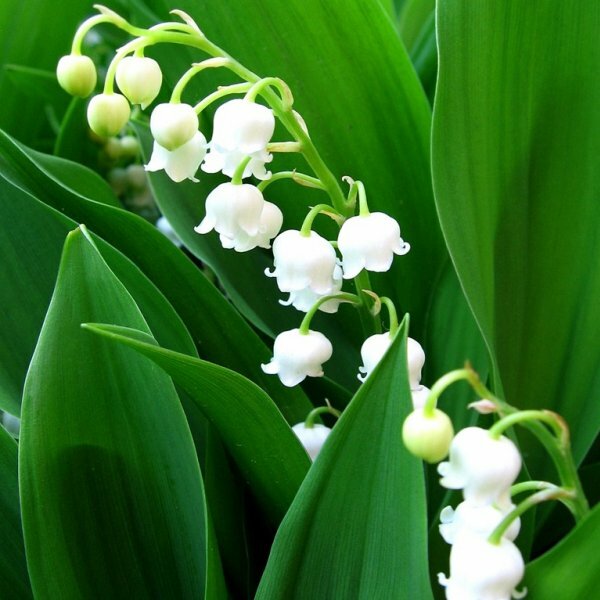 Желтая водяная лилия