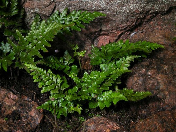 Осина белая