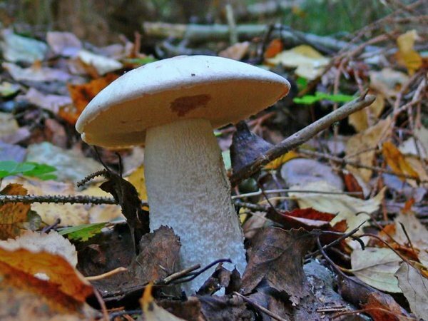 И это лишь малая часть растений, занесенных в Красную книгу России