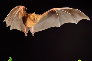 Где живут летучие мыши