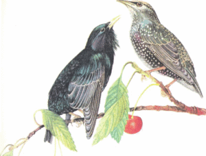 Где живут скворцы Где живут скворцы