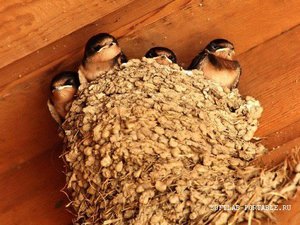 Ласточкино гнездышко Как выглядит ласточкиное гнездо