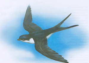 Ласточка летящая Ласточка летит