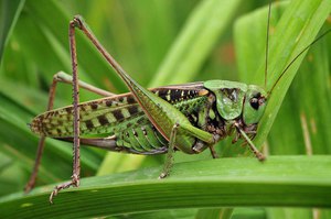 Особенности поведения кузнечиков Как ведут себя кузнечики в природе