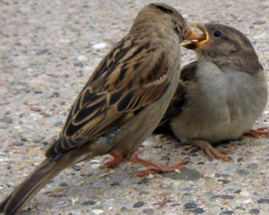 Корм для воробьев Что ест воробей