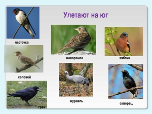 Какие птицы первыми улетают на юг