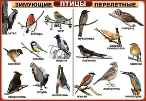 Какие виды первыми покидают родную землю