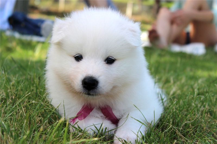 имена для собак, вдохновленные медведем