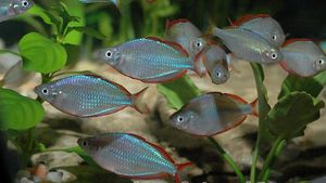 Меланотения неоновая (Melanotaenia praecox) поведение с соседями по аквариуму Содержание неоновых рыбок радужниц