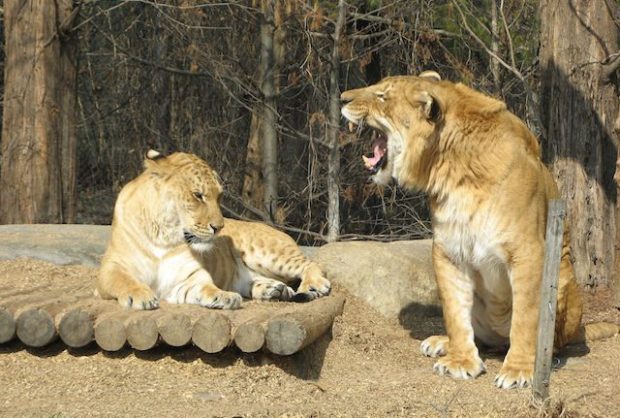 Крупнейший представитель кошачьих - лигер