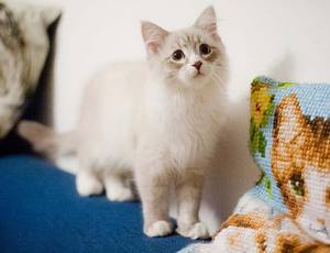 Разнообразие цветов Как питается кошка породы невская маскарадная