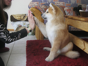 Как ухаживать за акитой