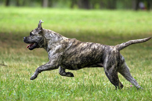 Характер кадебо Характеристика породы