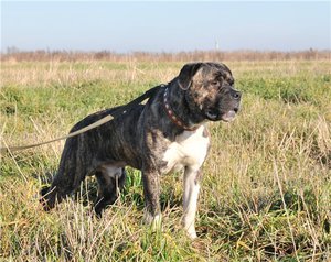 Воспитание и дрессировка собаки Дрессировка собак