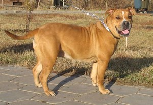 Уход за собаками породы кадебо Содержание собак породы кадебо