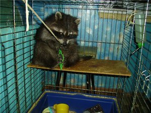 Как содержать енотов дома Особенности содержания енотов дома