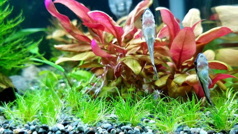 Отоцинклюс (Otocinclus sp.) на стекле аквариума Отоцинклюс (Otocinclus sp.) на стекле аквариума.