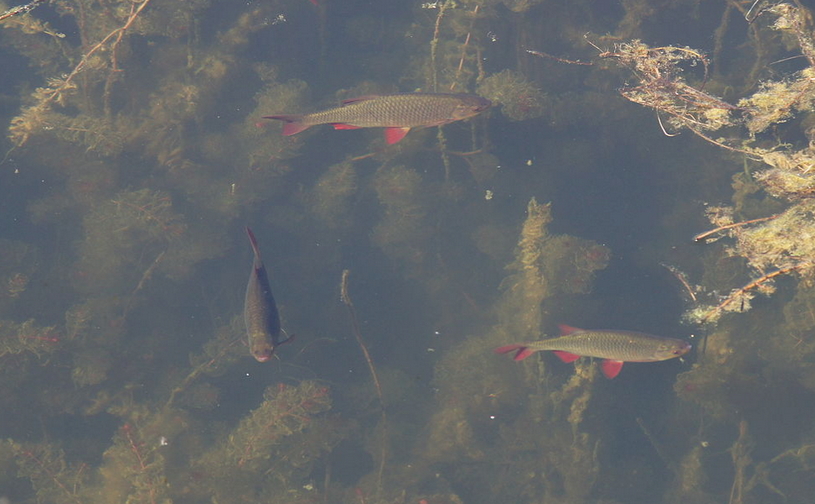 Стая красноперки в озере в поисках пищи