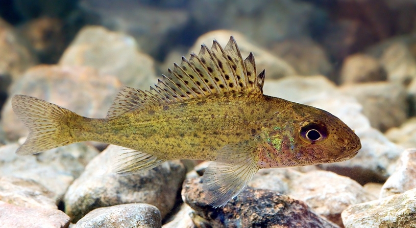 Оборка по низу Ерш ищет еду на дне