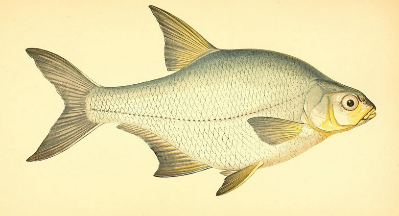 Рисунок густеры Густера внешний вид, рисунок