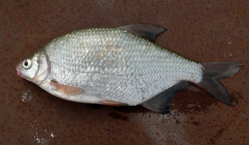 Пойманная густера Рыба густера