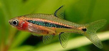 Расбора Светлячок (Boraras urophthalma) Расбора Светлячок фото