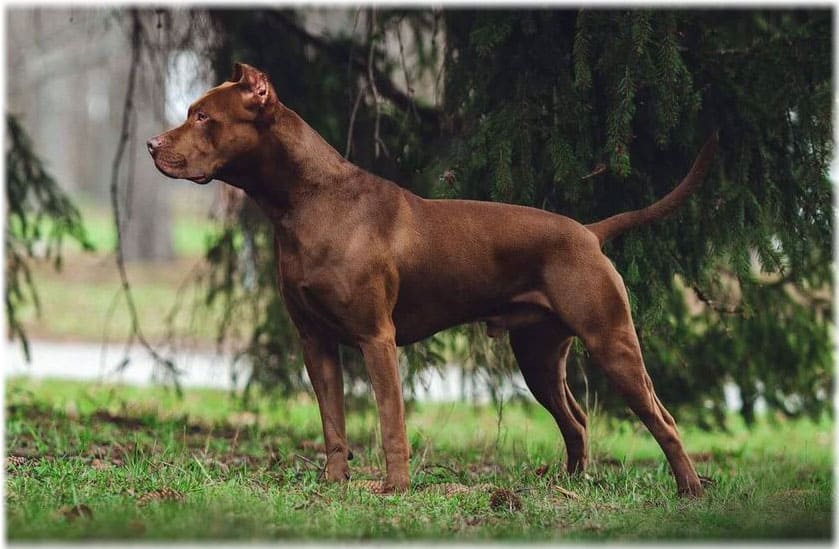 Поведение американского питбультерьера