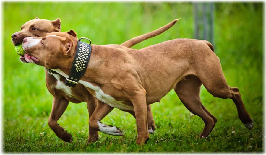 Американский питбультерьер на тренировке