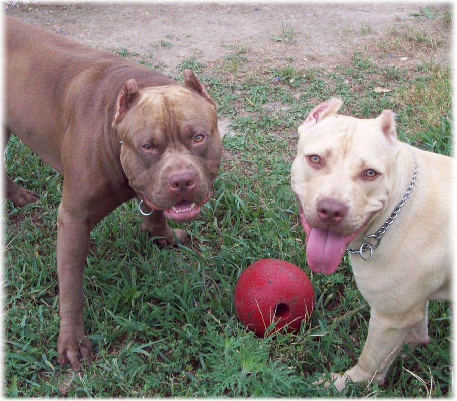 Американские питбультерьеры играют