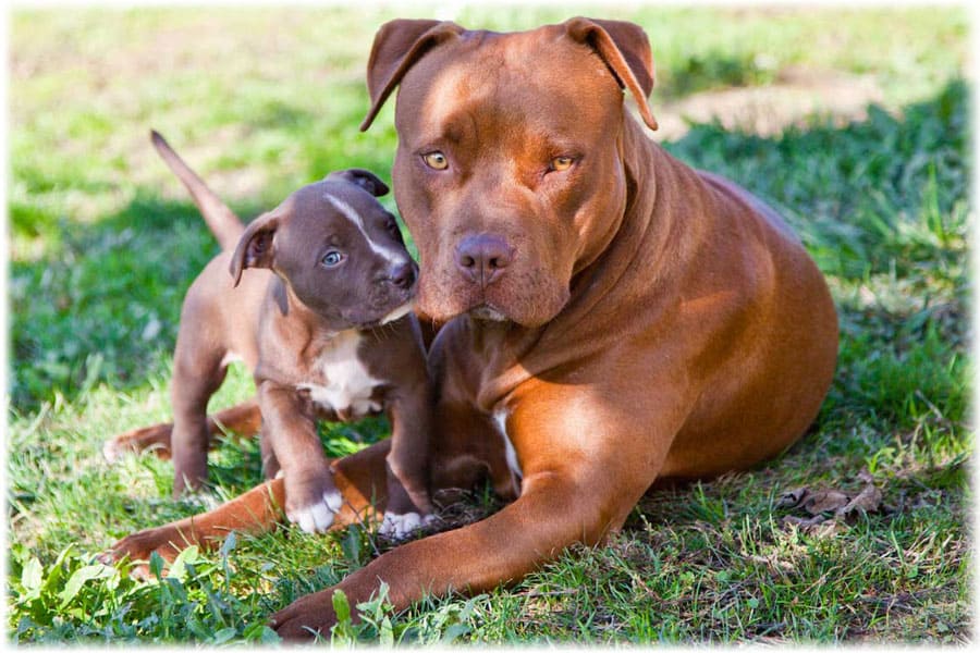 Мама со щенком американского питбультерьера