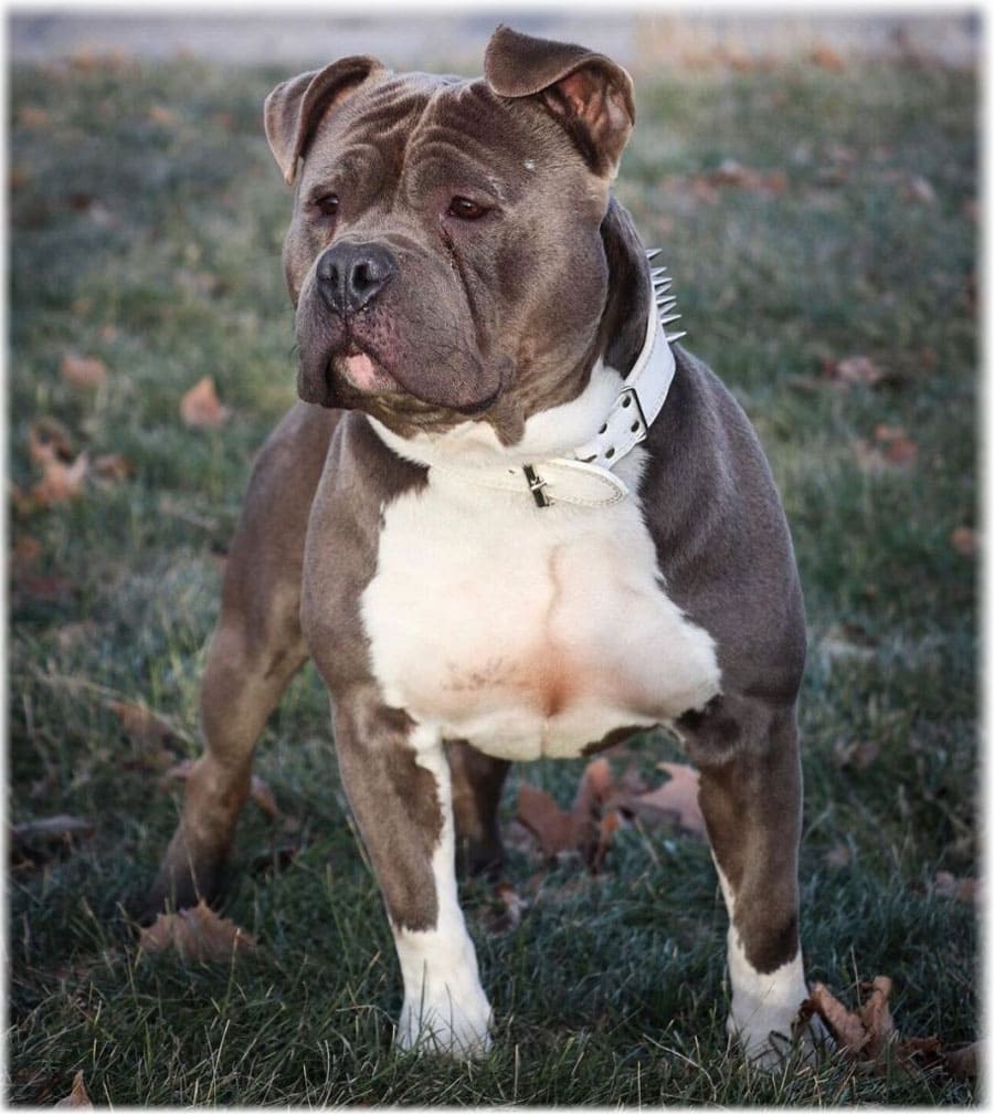 Американский питбультерьер в белом ошейнике с шипами