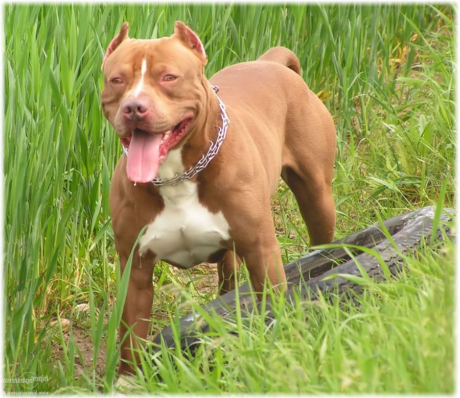 Красный американский питбультерьер в камышах