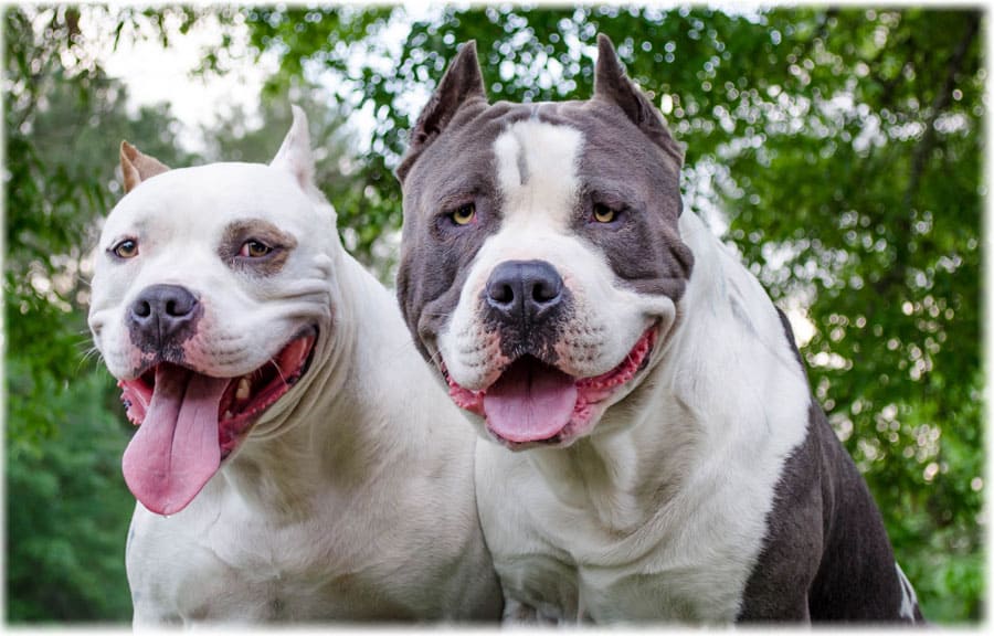 Красивая пара американских питбультерьеров