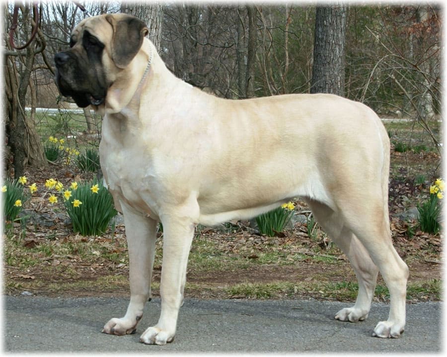 Описание породы английский мастиф