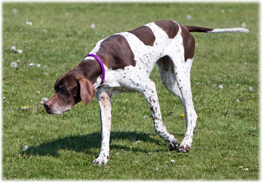 Дрессировка Английского пойнтера