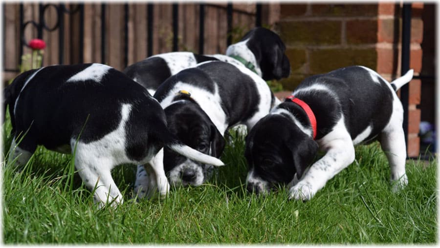 Щенки английского пойнтера