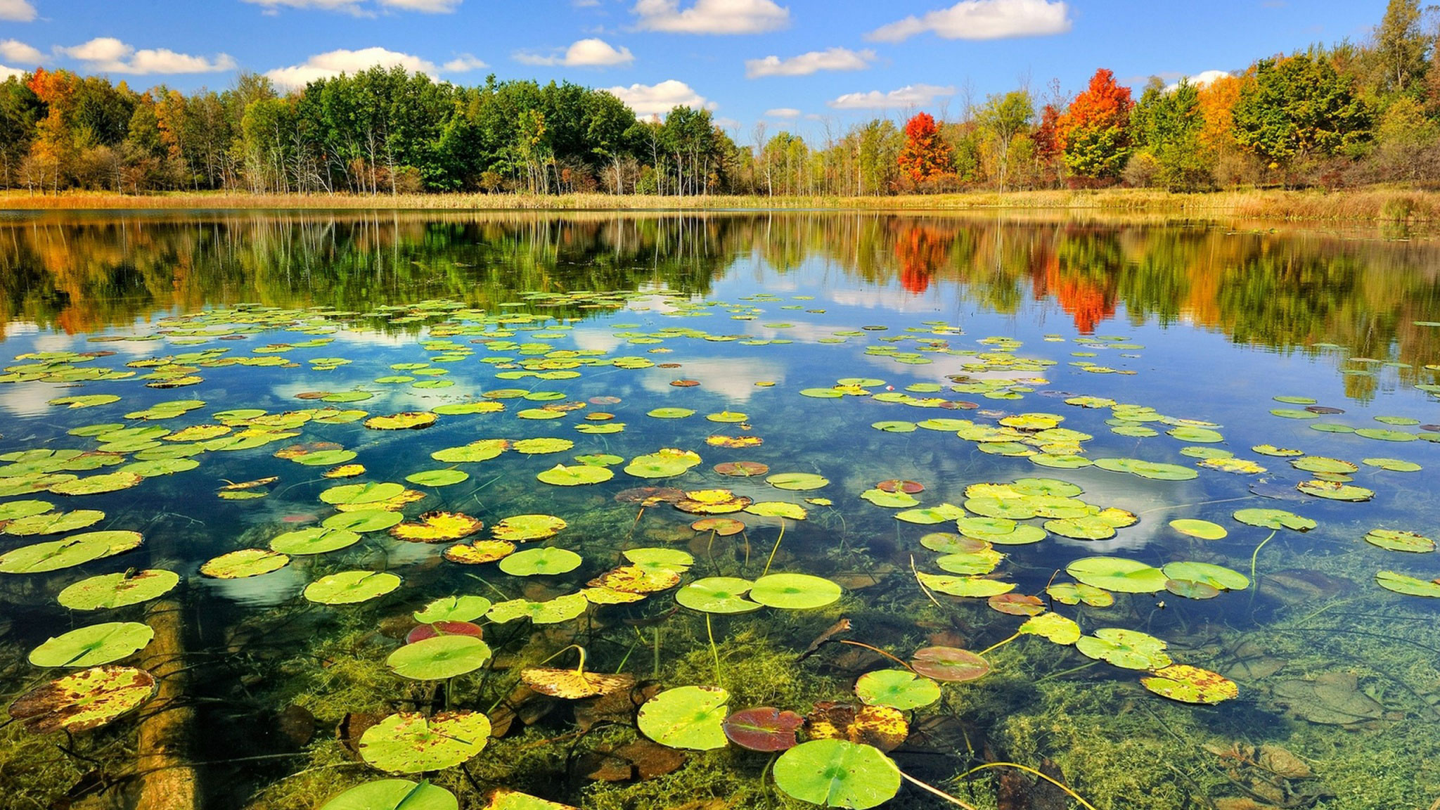Ловля линя на поплавочную удочку: описание рыбы, оснастка, прикормка