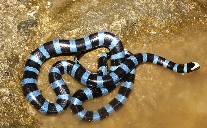 Аспид змея — описание семейства аспидовых (Elapidae), образ жизни, внешний вид, ядовитость