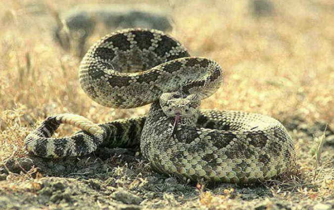 Аспид змея — описание семейства аспидовых (Elapidae), образ жизни, внешний вид, ядовитость