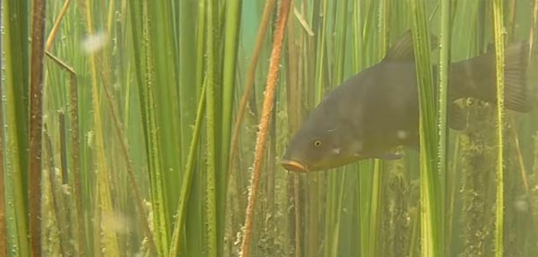 Сутер корпус