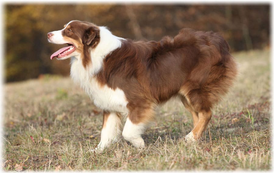 Австралийская овчарка окрас