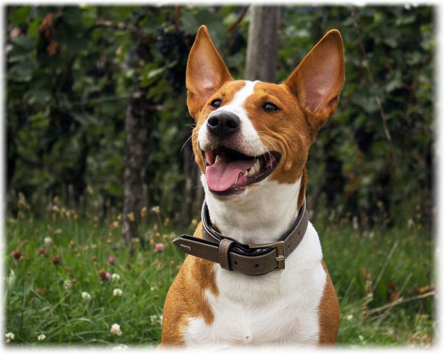 Характер породы басенджи